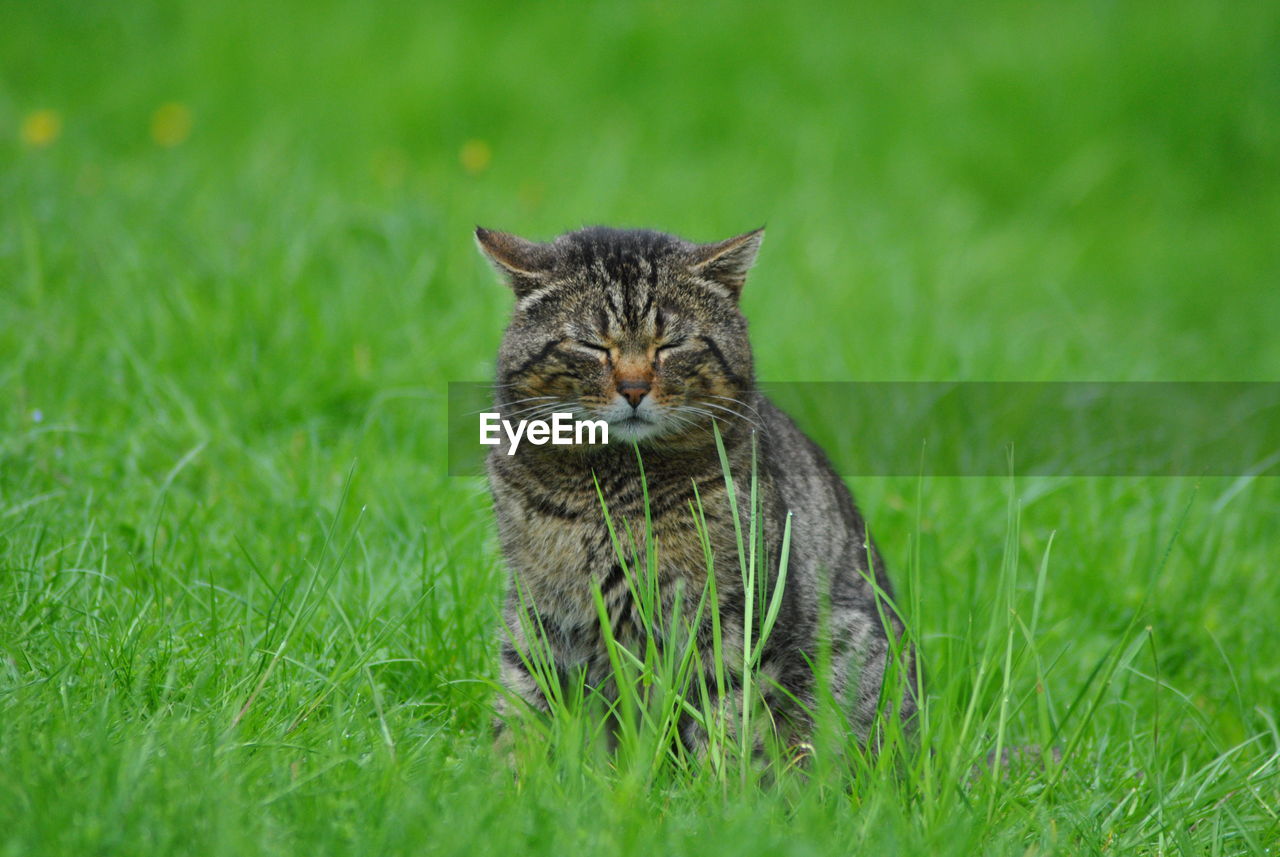 Tabby resting on grassy field