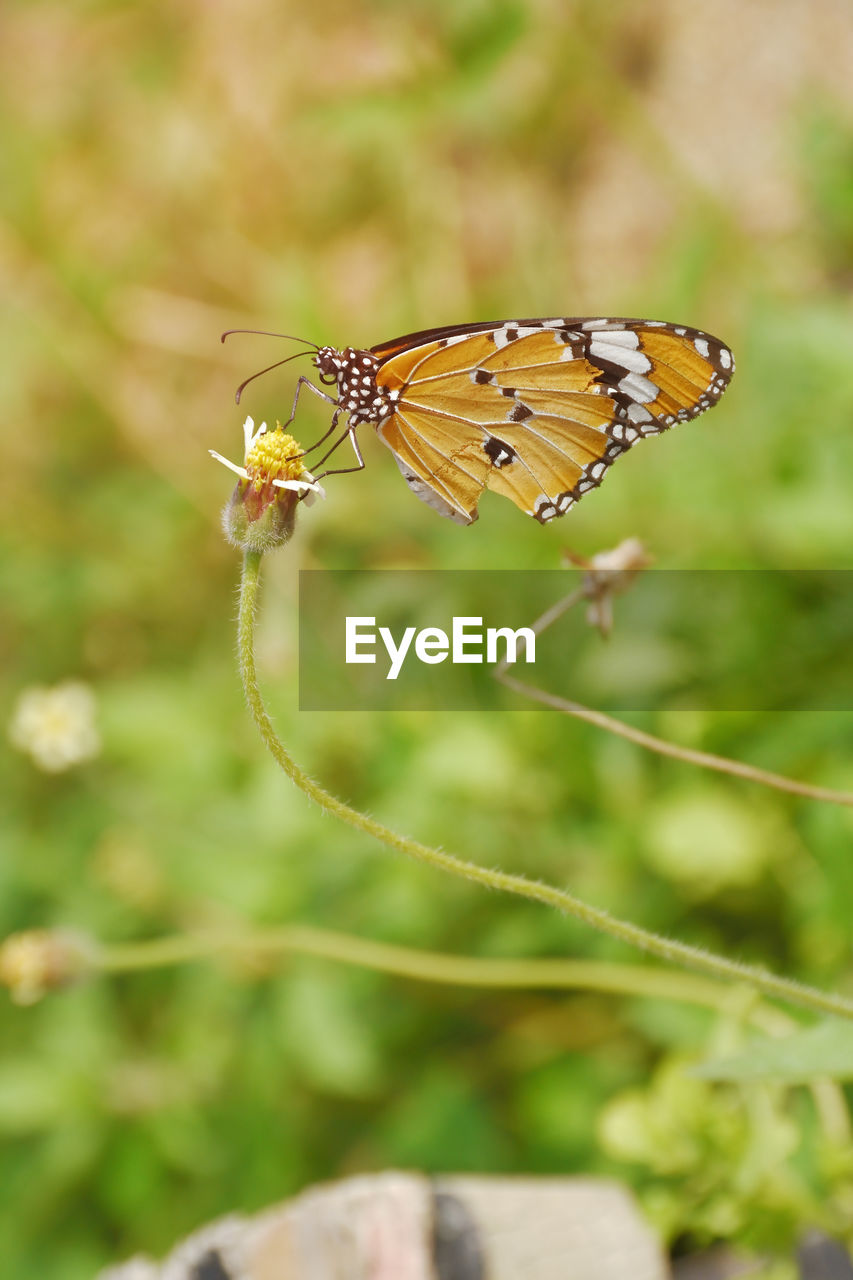 BUTTERFLY POLLINATING FLOWER