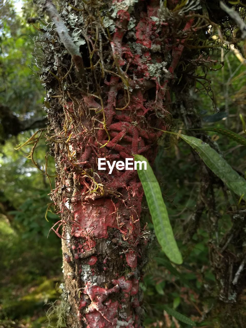 CLOSE-UP OF MOSS GROWING ON TREE