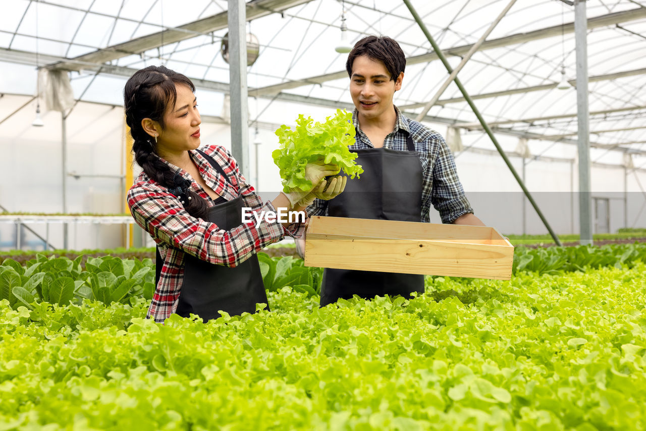 Asian farmer couple work in hydroponic vegetable greenhouse farm with happiness and joyful in row