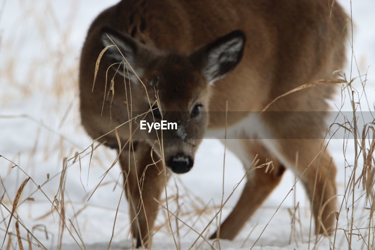 Close-up portrait of a deer