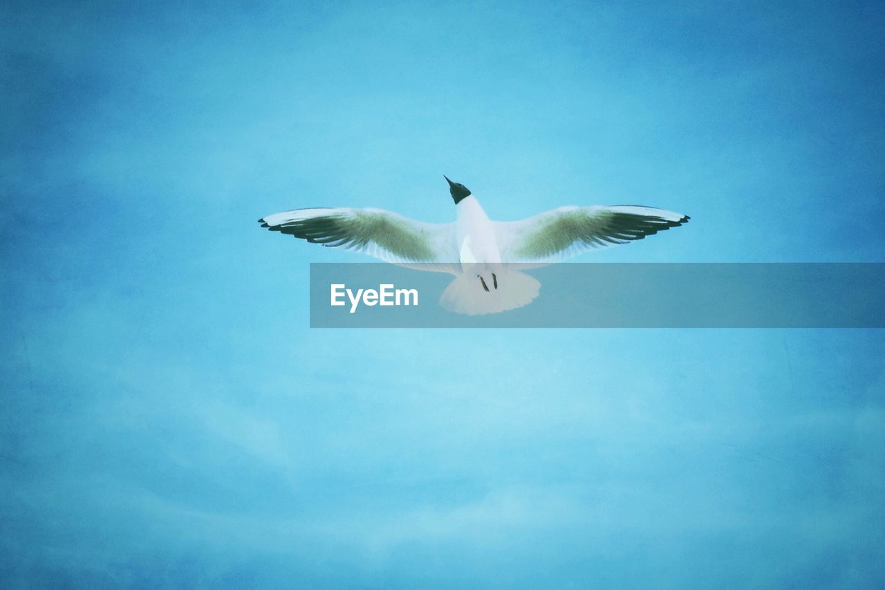 LOW ANGLE VIEW OF SEAGULLS ON WHITE SURFACE