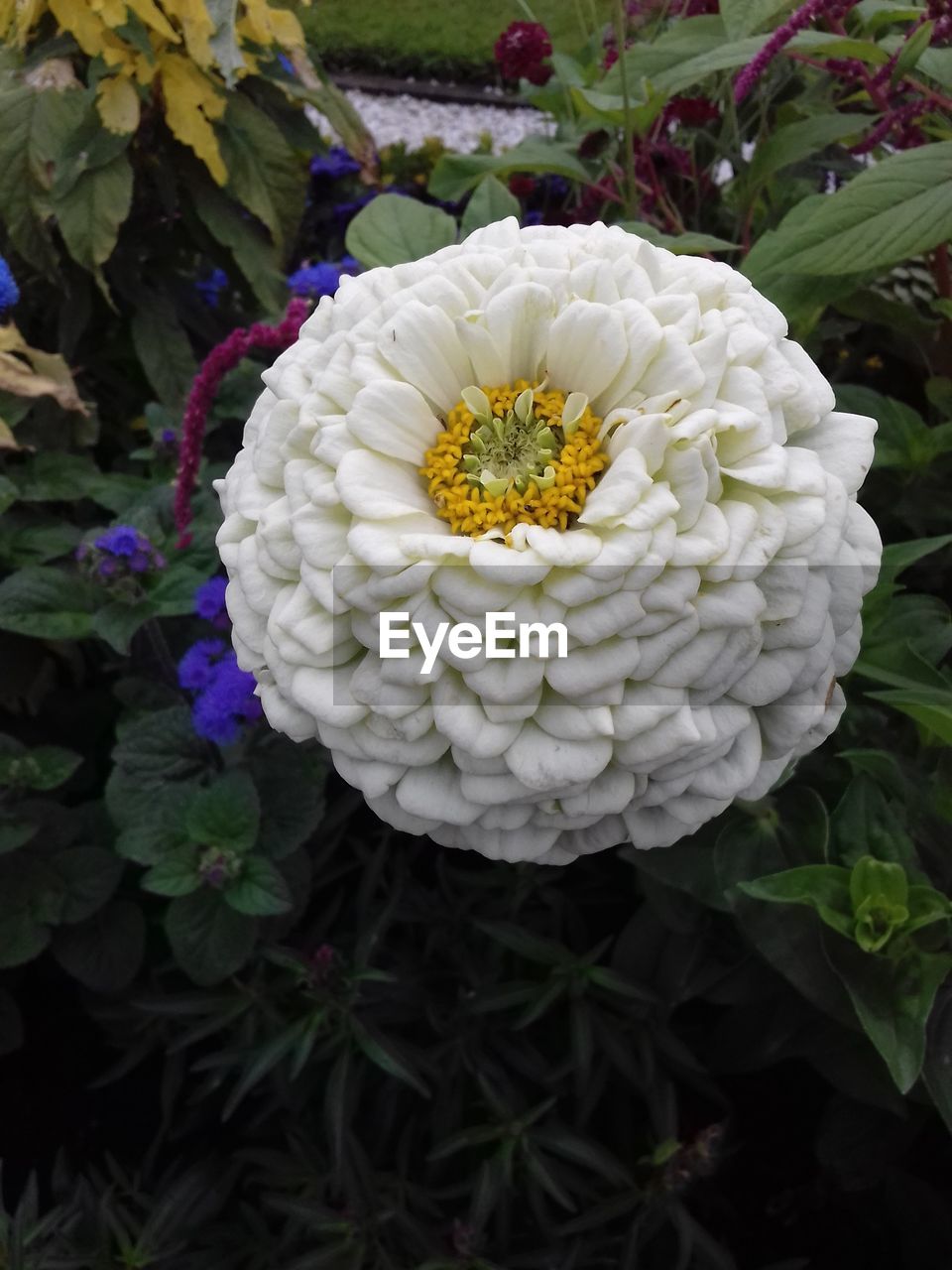 CLOSE-UP OF WHITE FLOWER