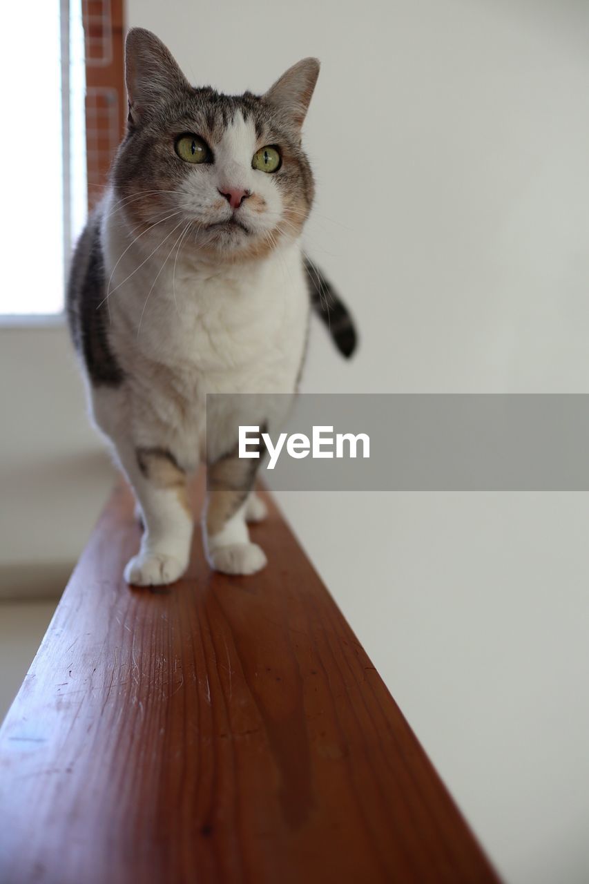 PORTRAIT OF CAT ON TABLE