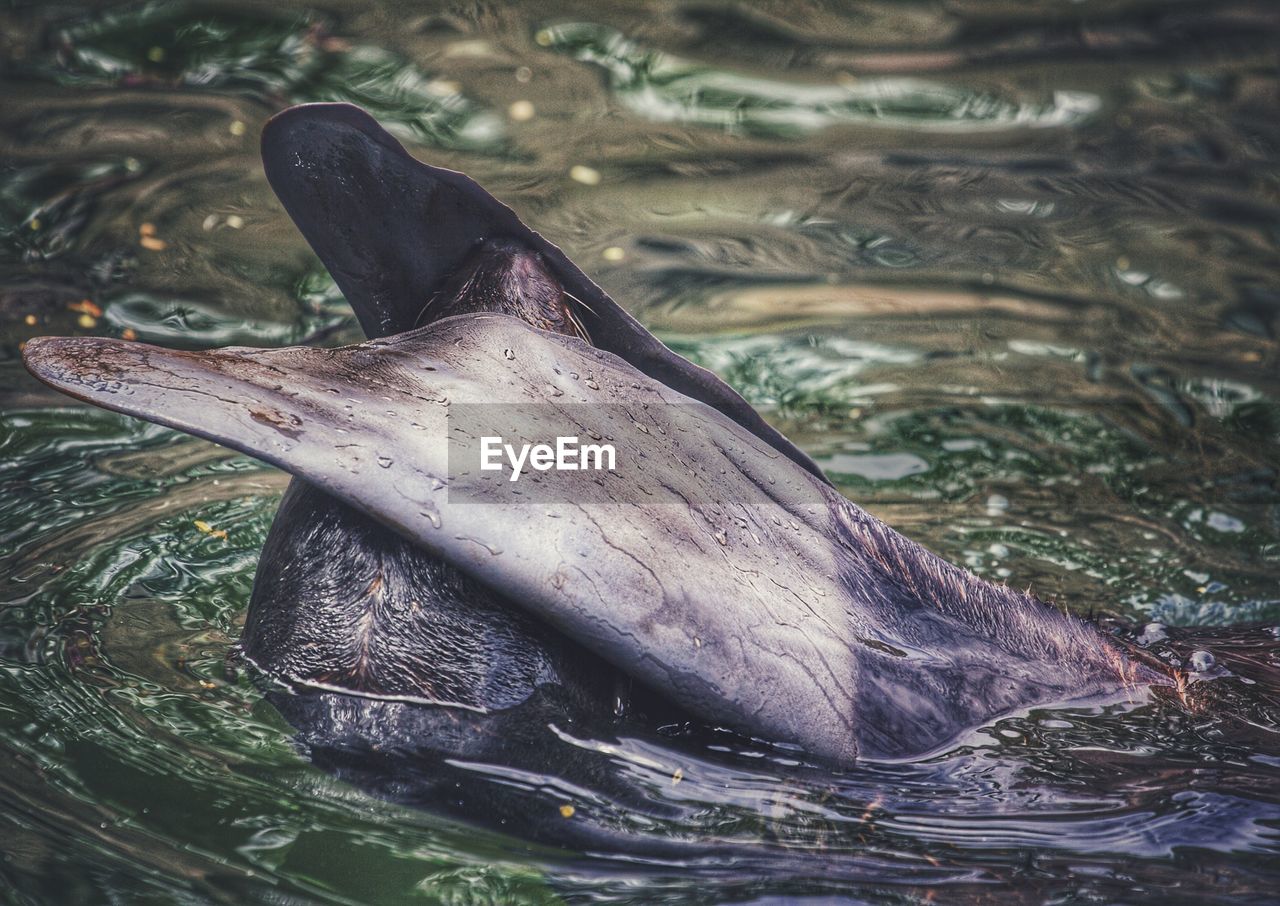 High angle view of fur seal swimming in lake