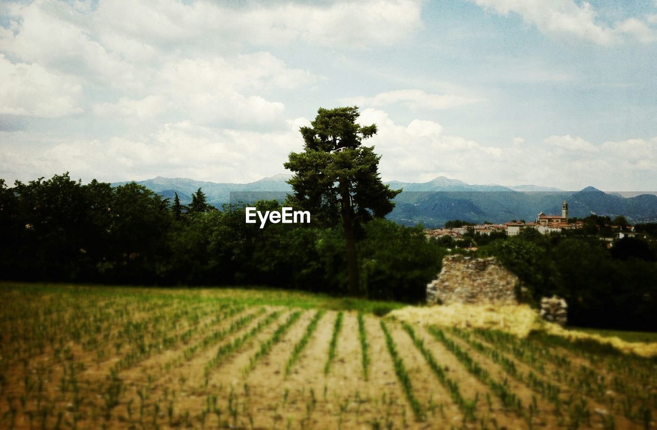 TREES ON FIELD AGAINST CLOUDY SKY