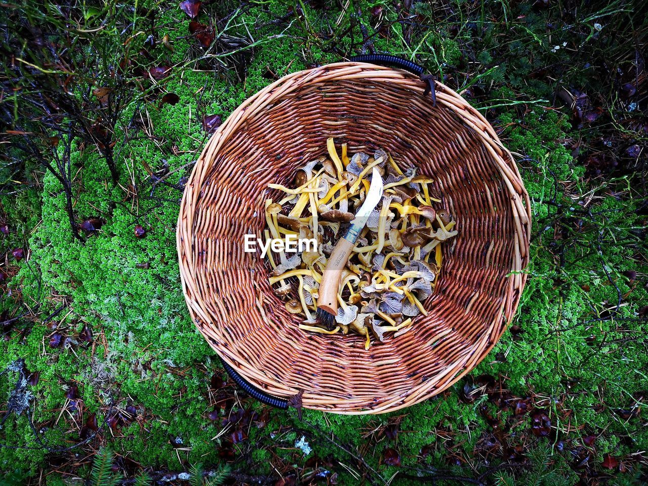 High angle view of mushrooms in basket on field