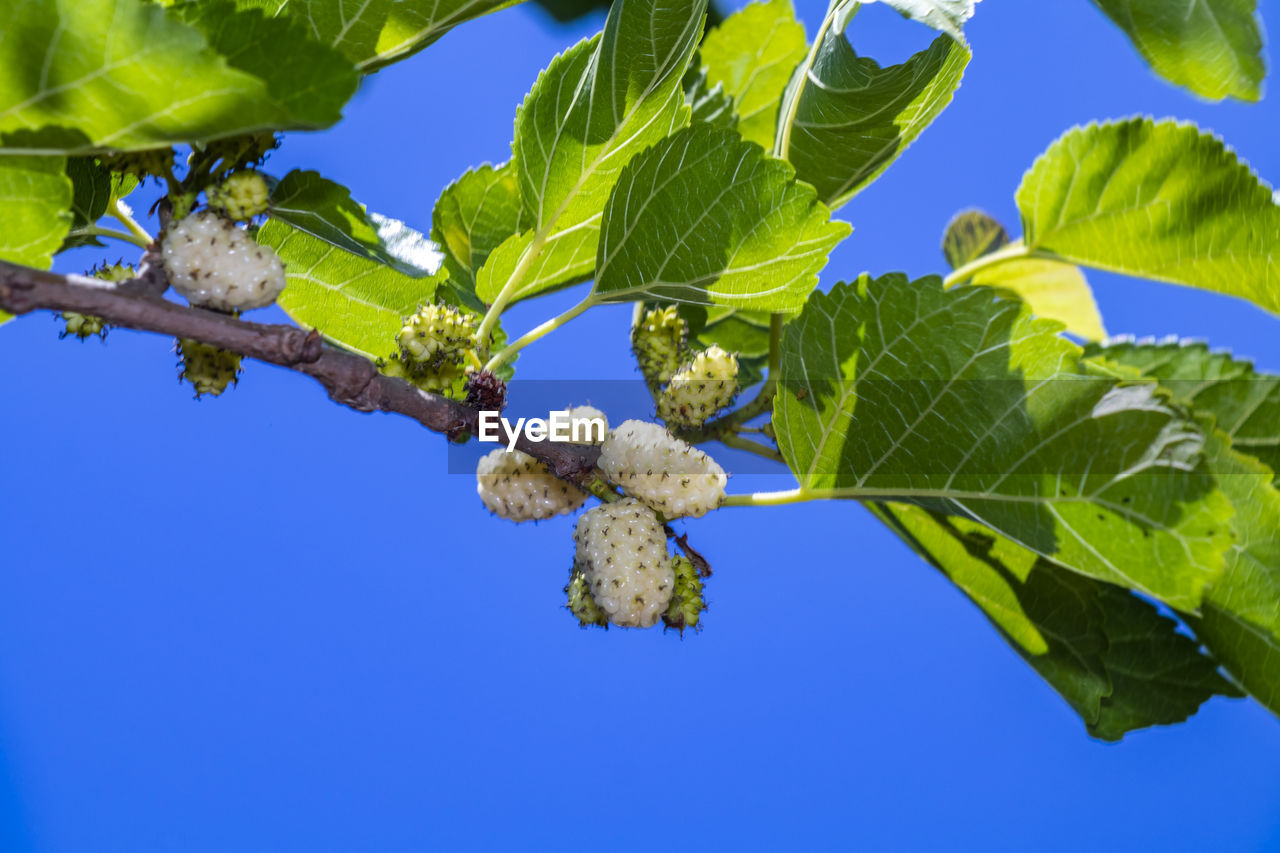 LOW ANGLE VIEW OF TREE AGAINST SKY