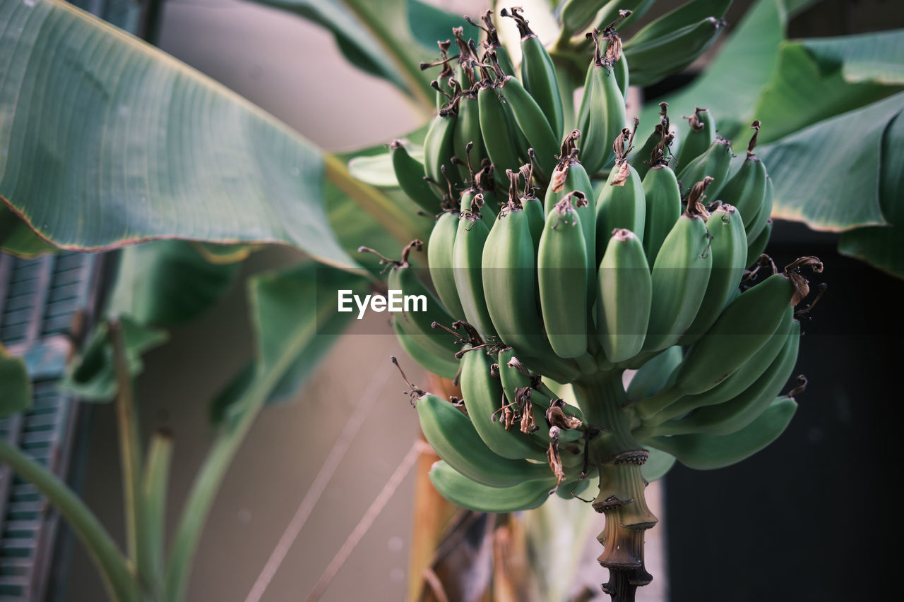 Close-up of banana tree with some fruits not yet ripe growing in the street the wall of a building