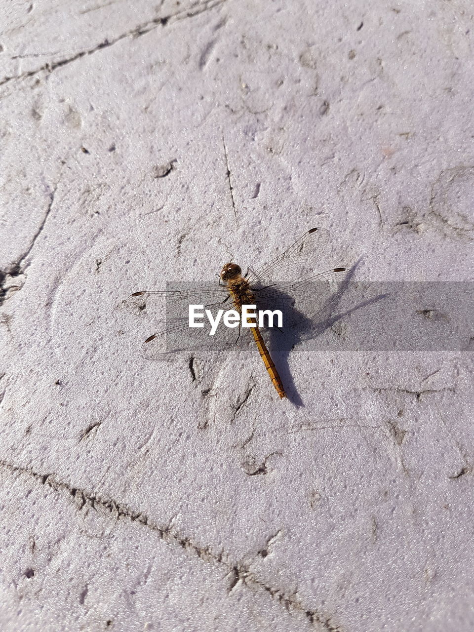 Close-up of dragonfly on wall