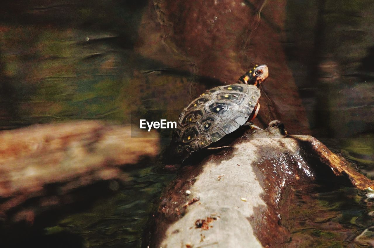 Close-up of turtle on rock