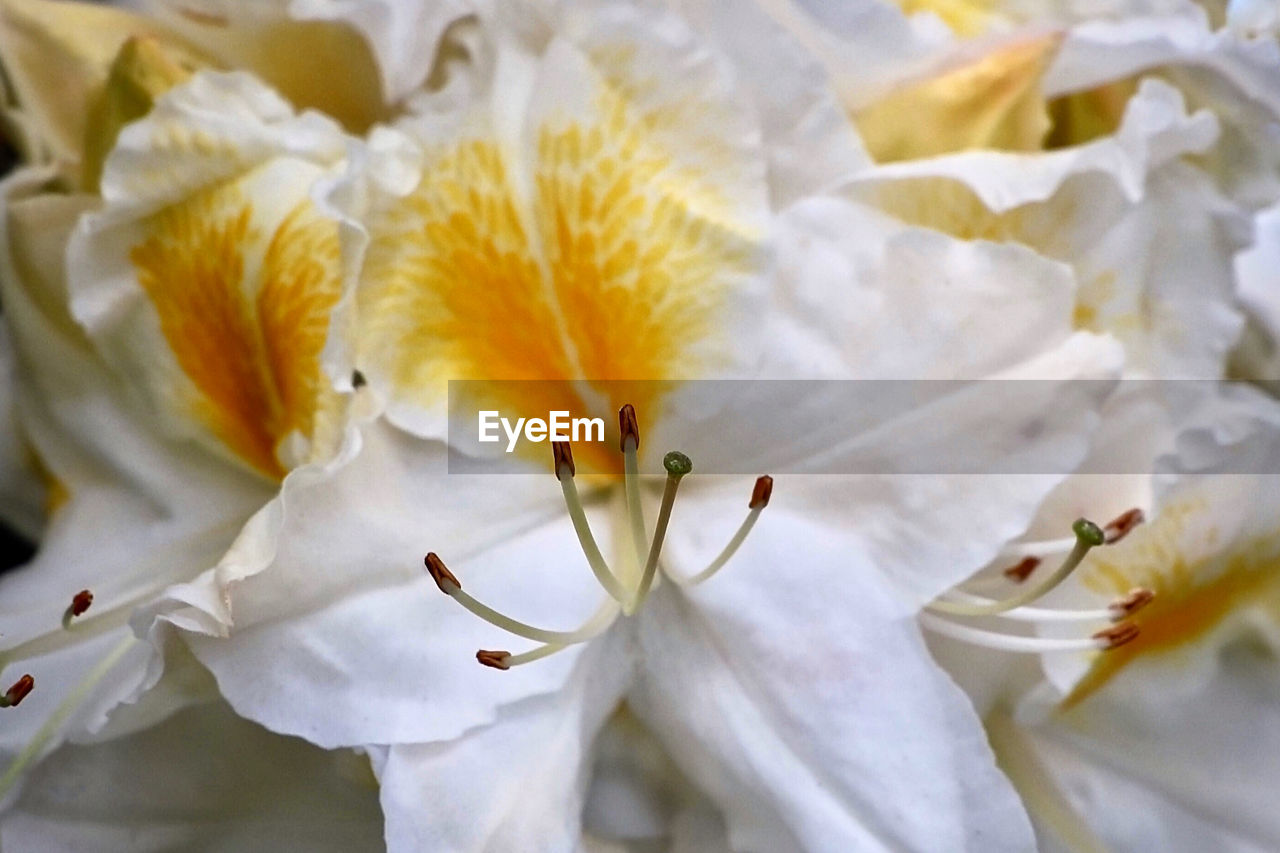 CLOSE-UP OF FRESH WHITE CHERRY BLOSSOM