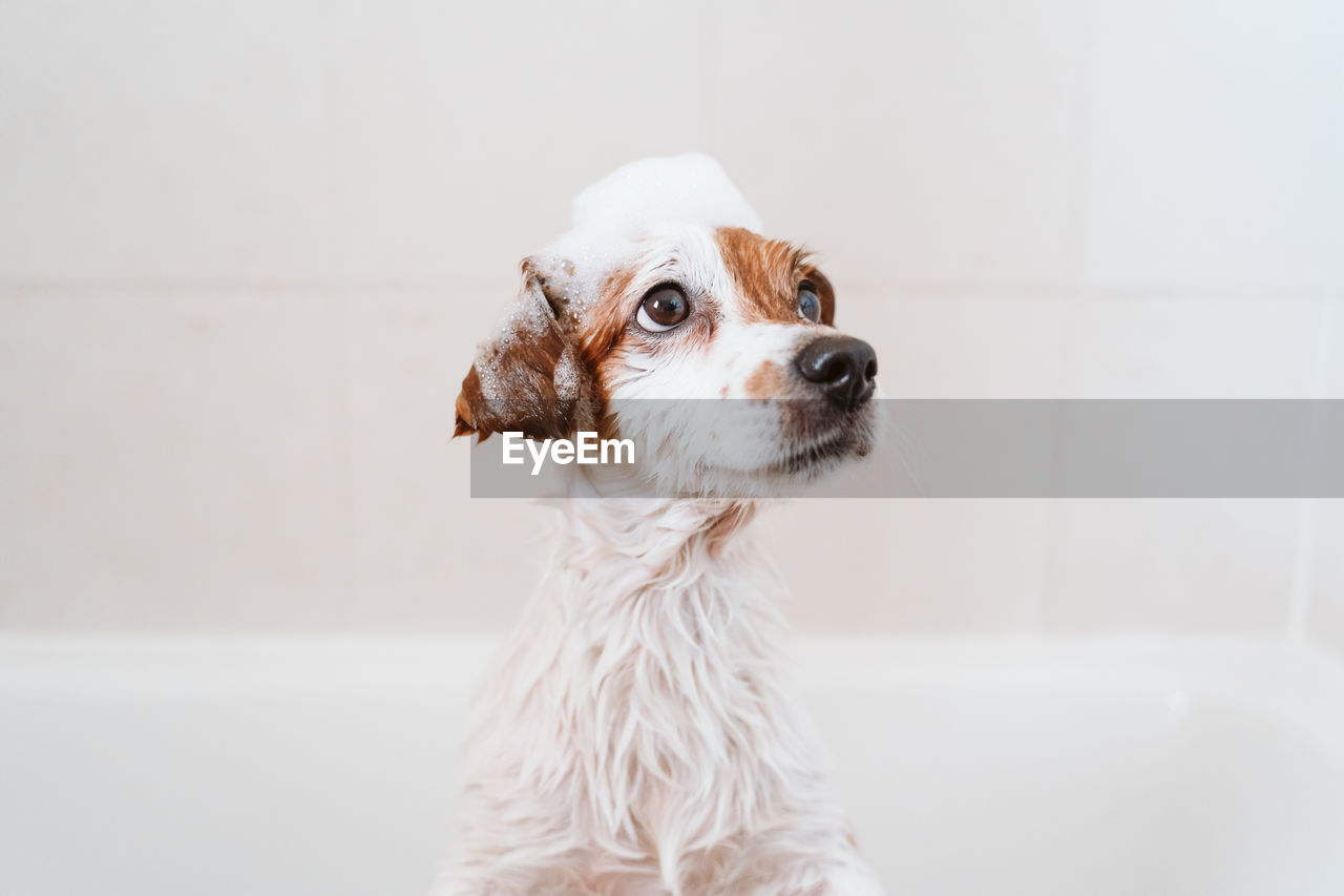 DOG LOOKING AWAY IN BATHTUB