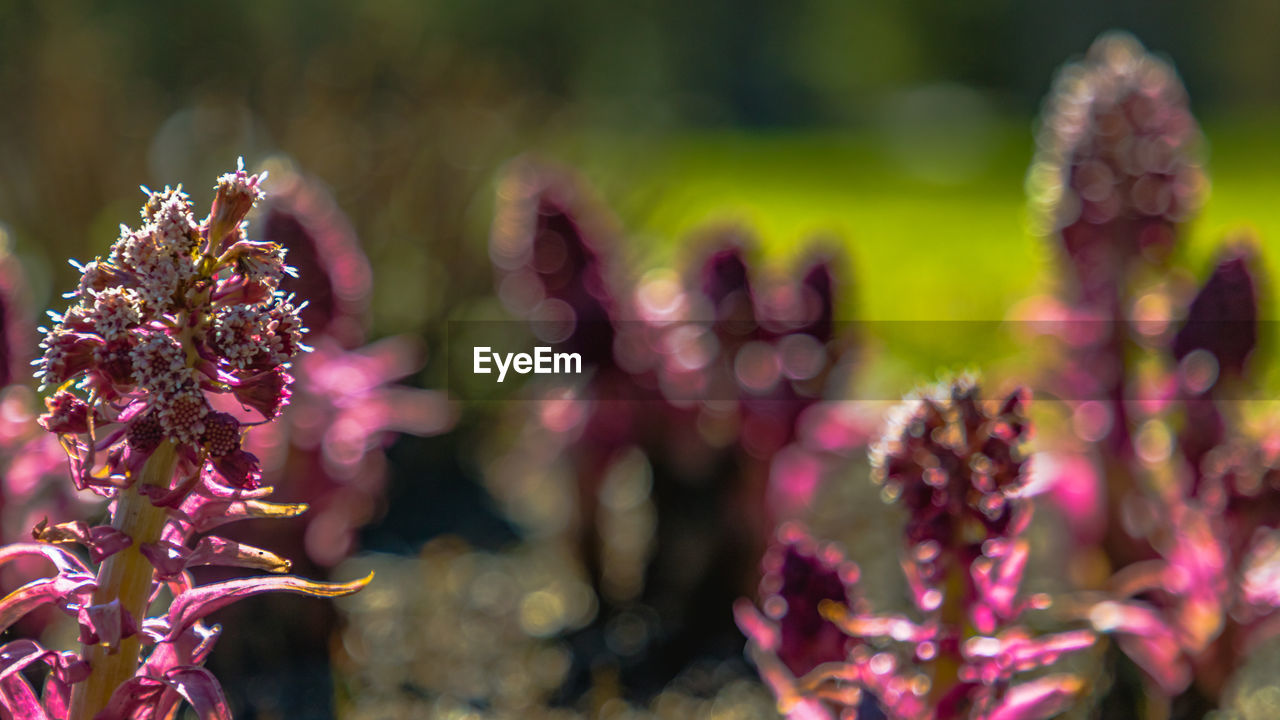 CLOSE-UP OF FLOWERS AGAINST BLURRED BACKGROUND