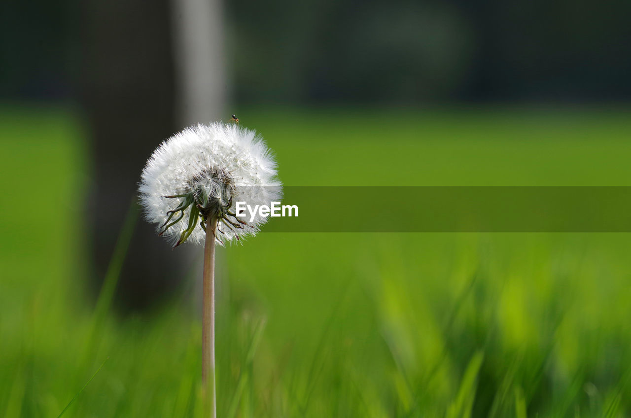 Close-up of dandelion flower on field