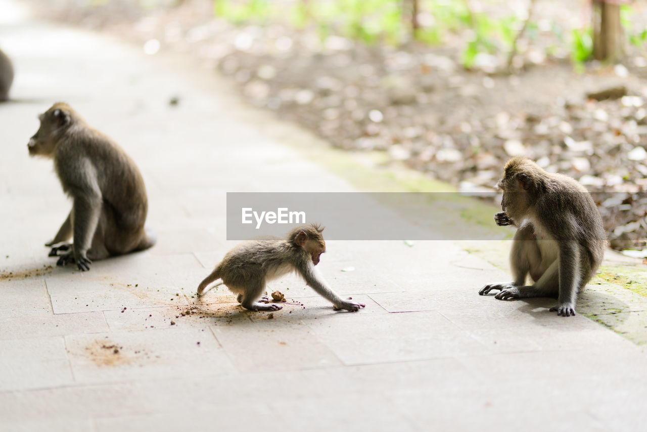 Baby macaque monkey and mother playing in the street, ubud forest sanctuary, bali, indonesia