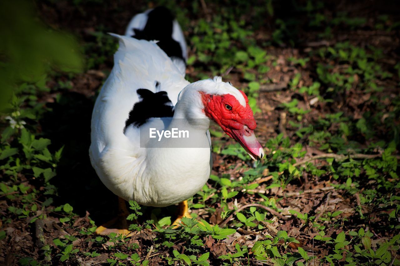 HIGH ANGLE VIEW OF WHITE DUCK ON LAND