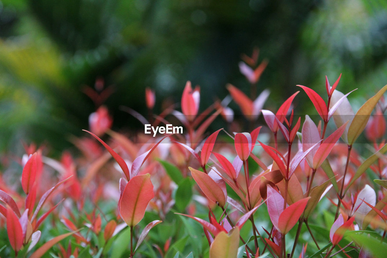 Close-up of red flowers blooming on tree