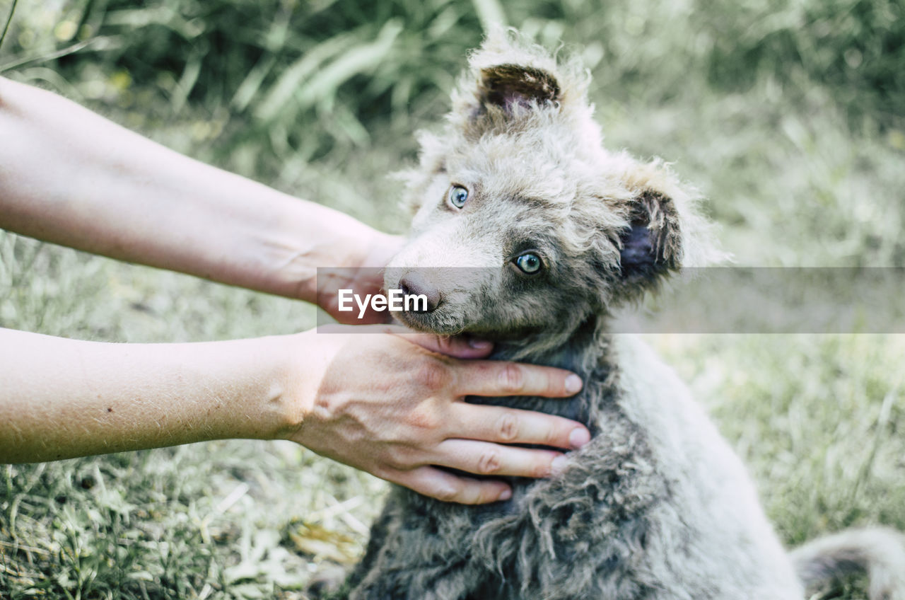 Cropped hands of woman holding dogs