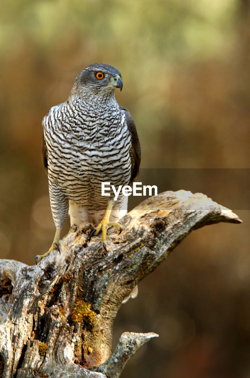 CLOSE-UP OF OWL PERCHING ON TREE