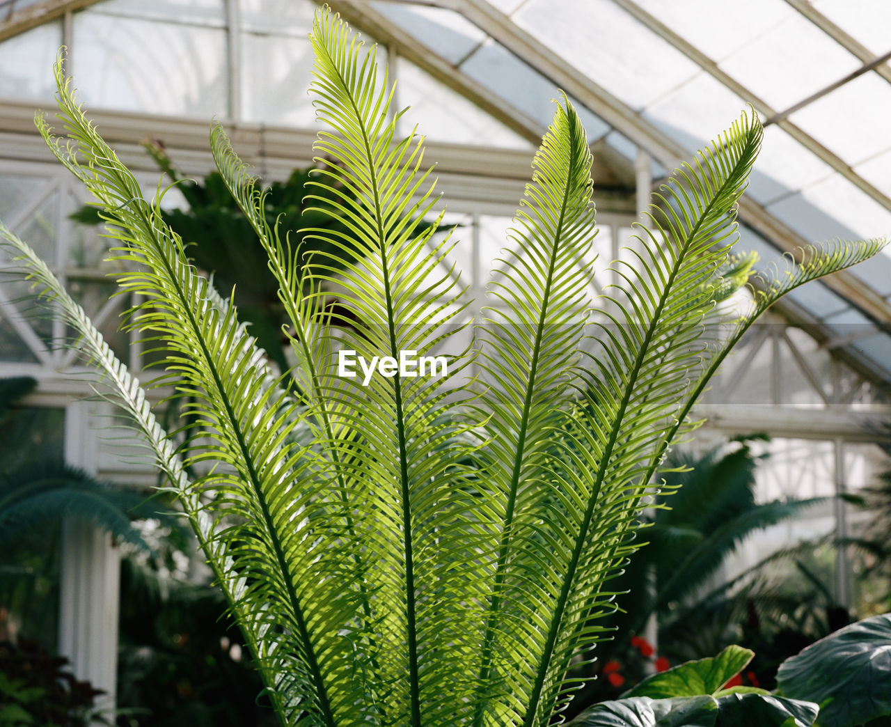 CLOSE-UP OF FERN