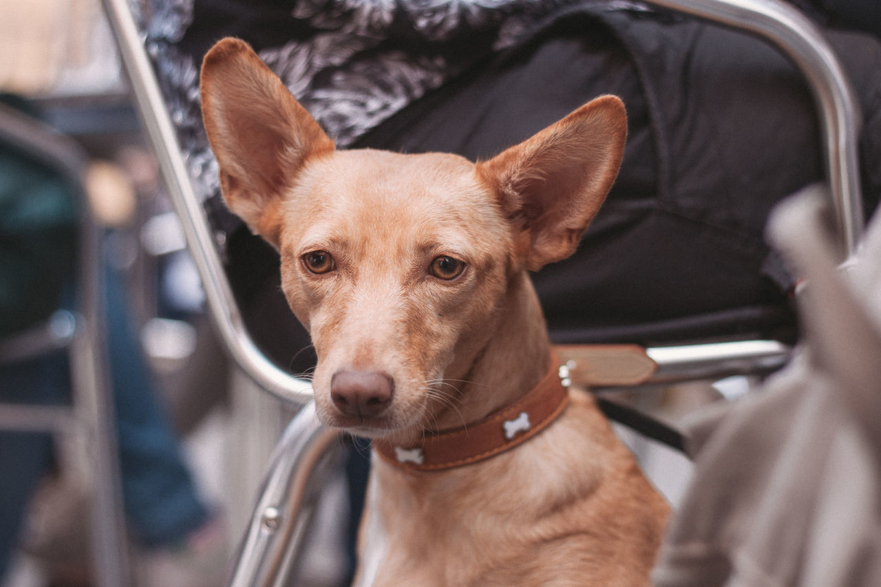 Close-up of dog by chair