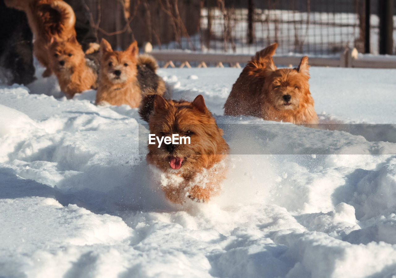 Dogs walking outdoor in snow in winter time