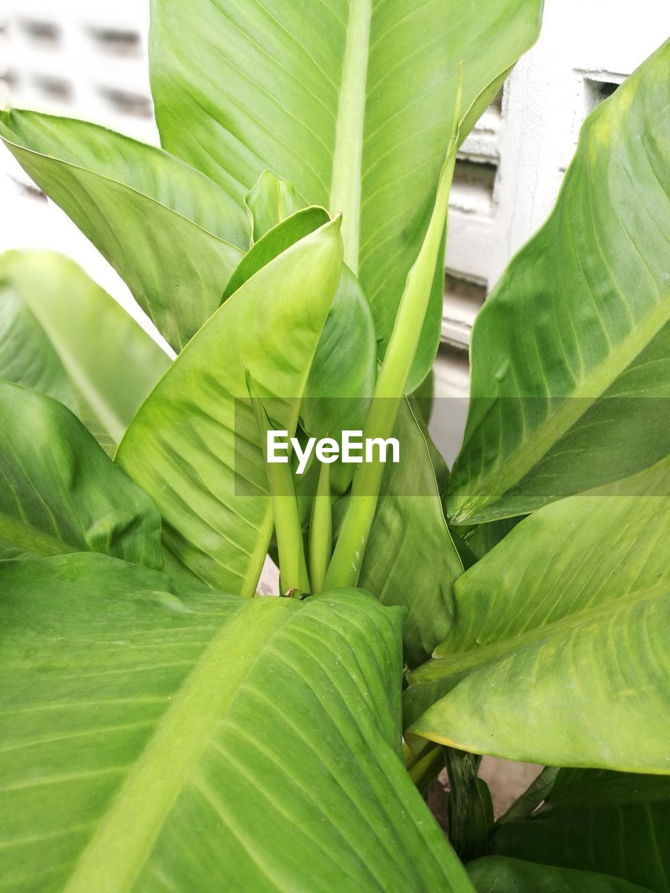 Close-up of fresh green leaves