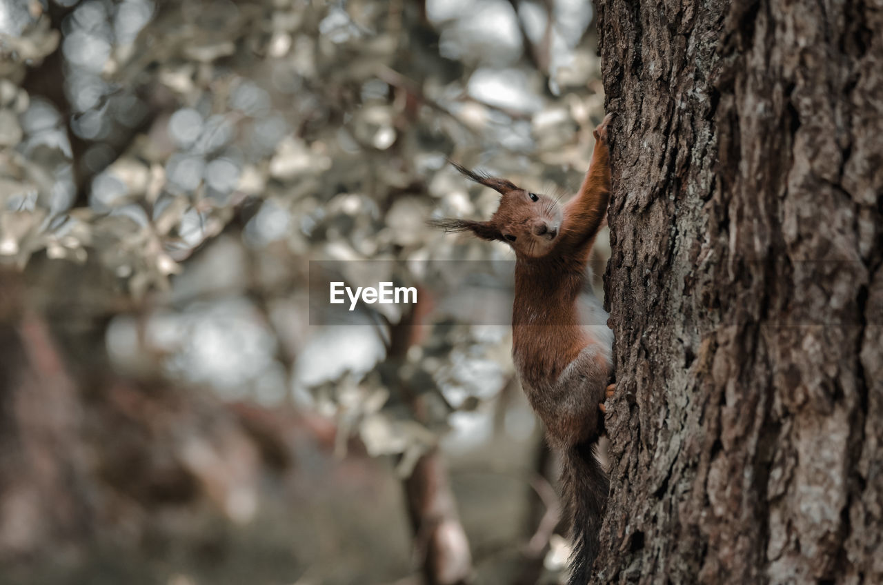 Squirrel on tree trunk