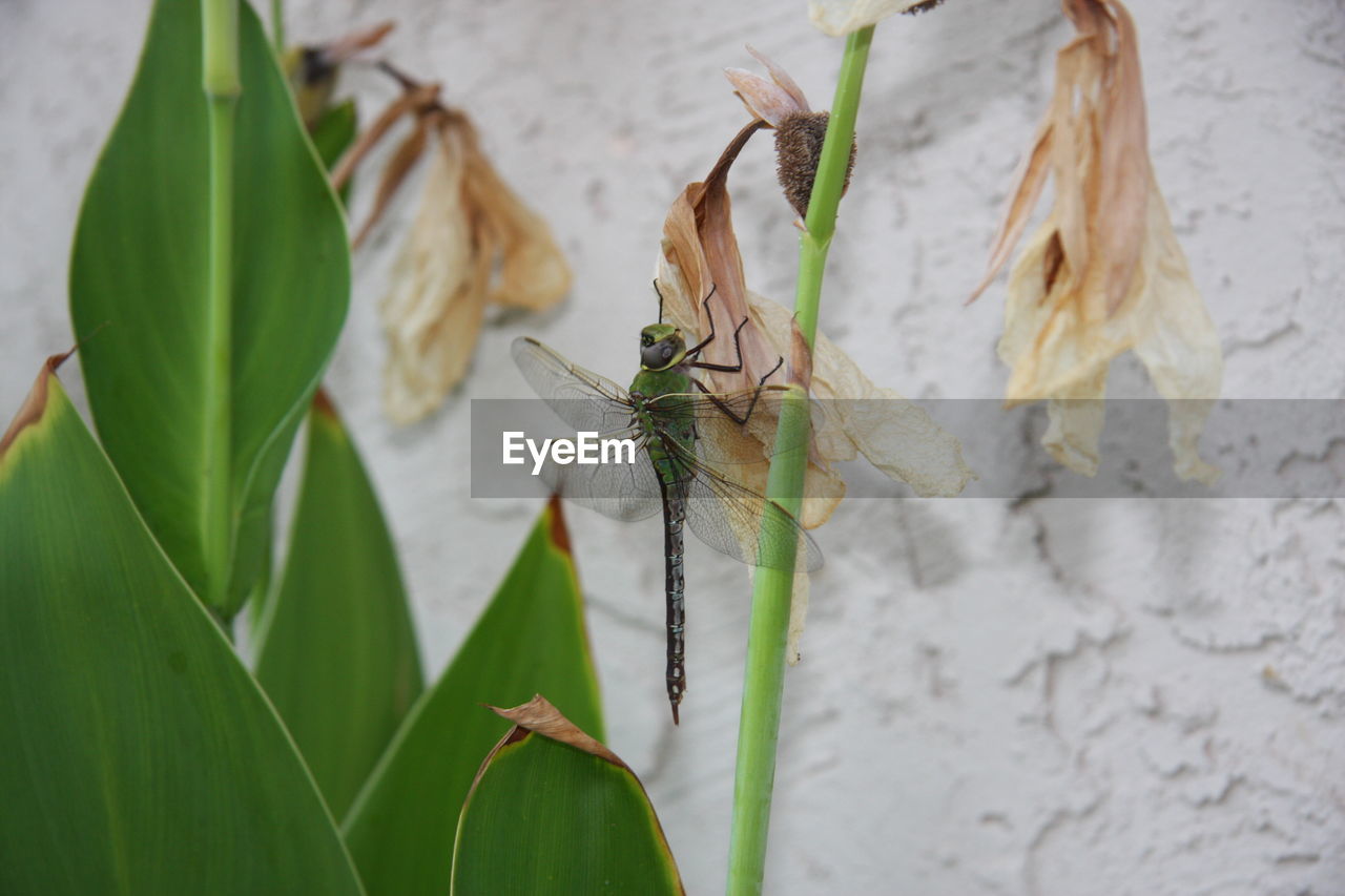 CLOSE-UP OF INSECT ON PLANT AGAINST WALL