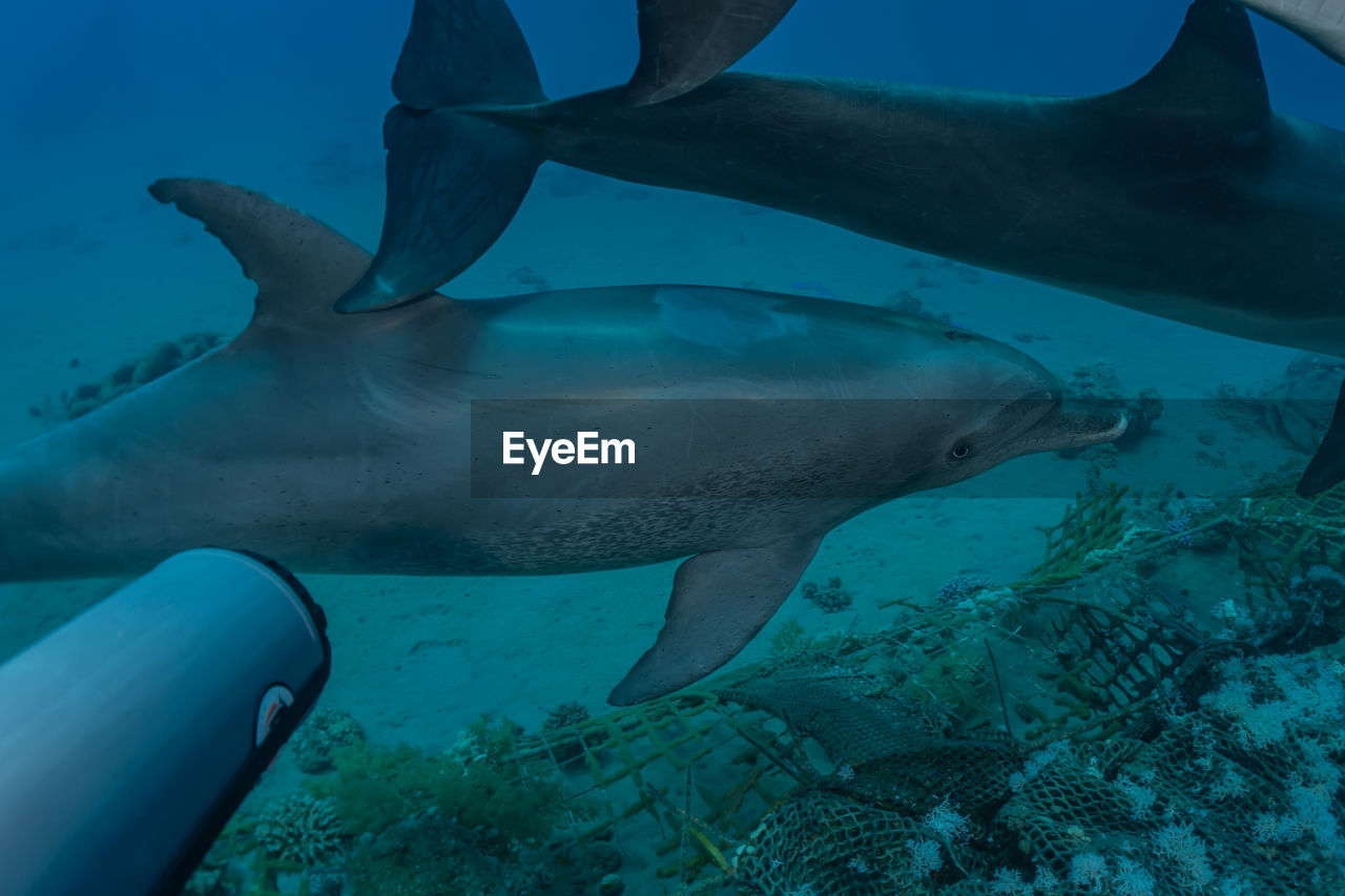 VIEW OF FISH SWIMMING