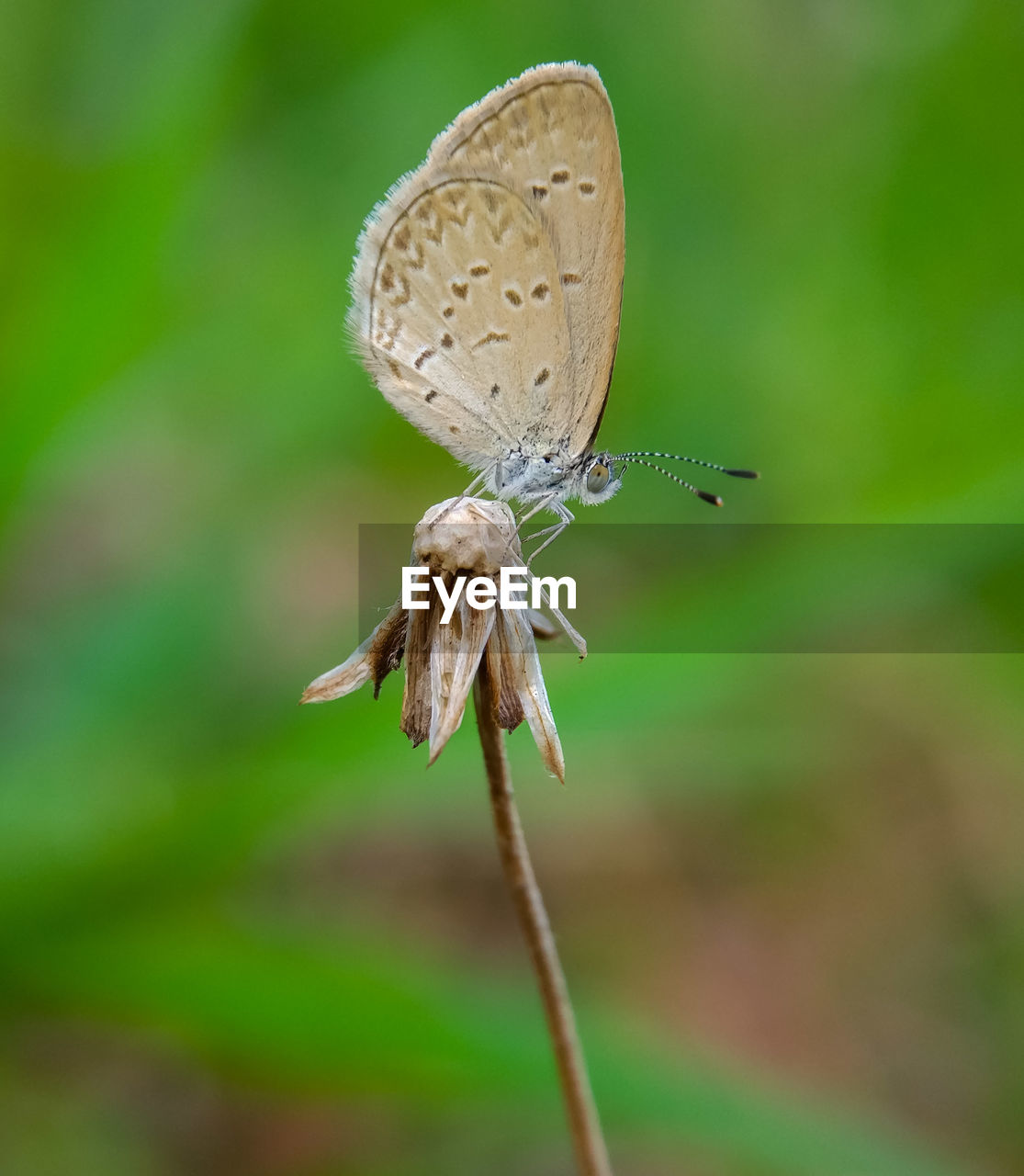 CLOSE-UP OF BUTTERFLY ON FLOWER AGAINST BLURRED BACKGROUND