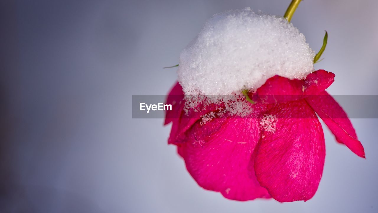 Close-up of snow covered rose outdoors
