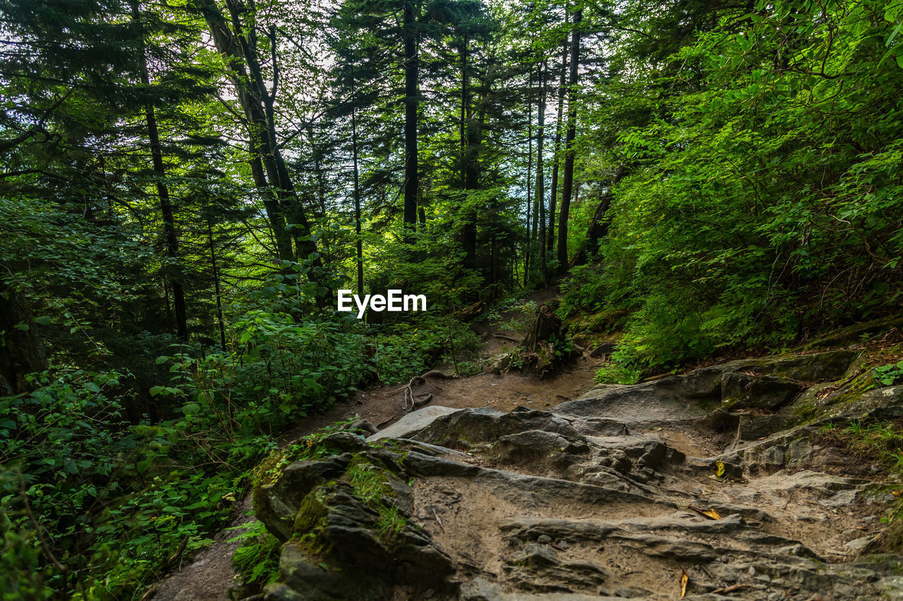 Scenic view of forest