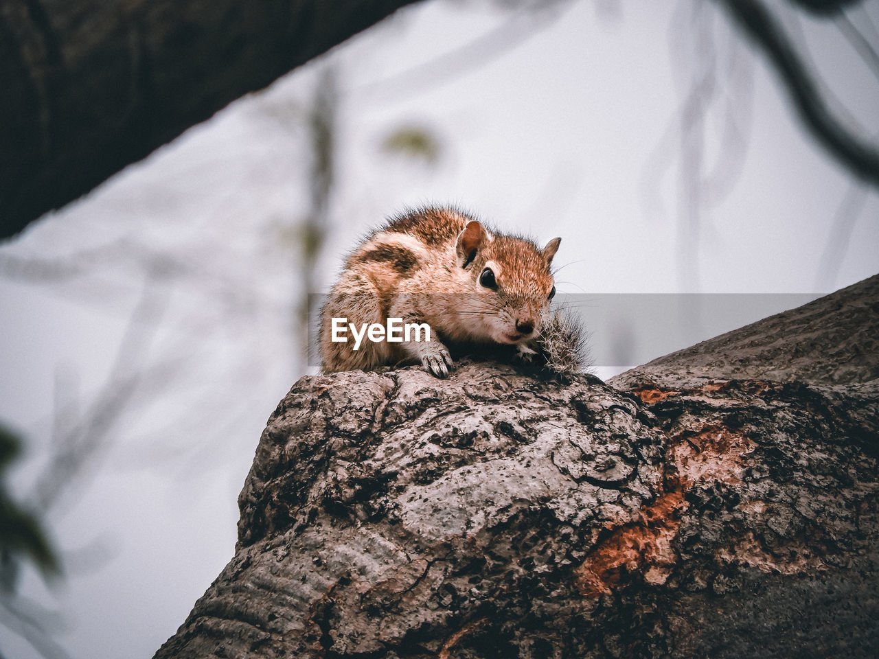 Close-up of squirrel on tree trunk