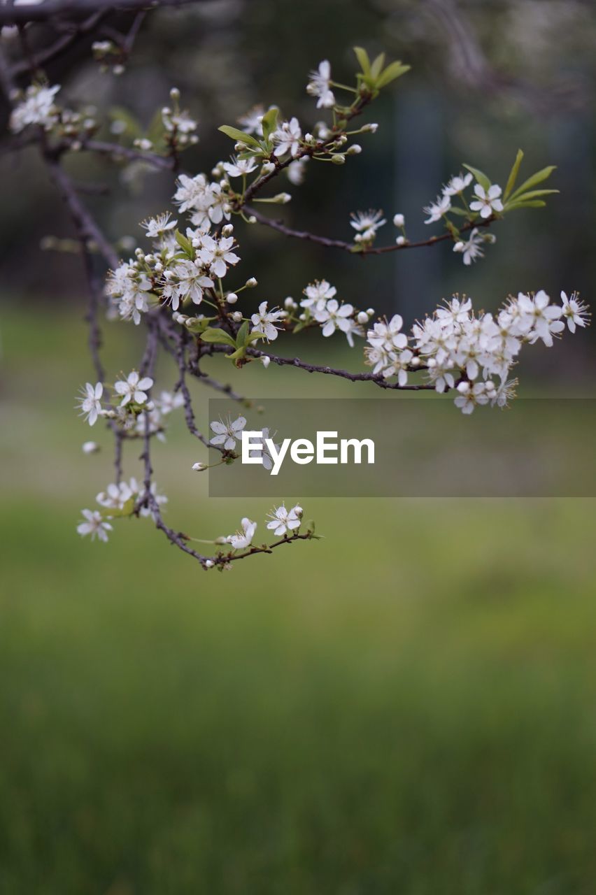 Close-up of cherry blossom tree