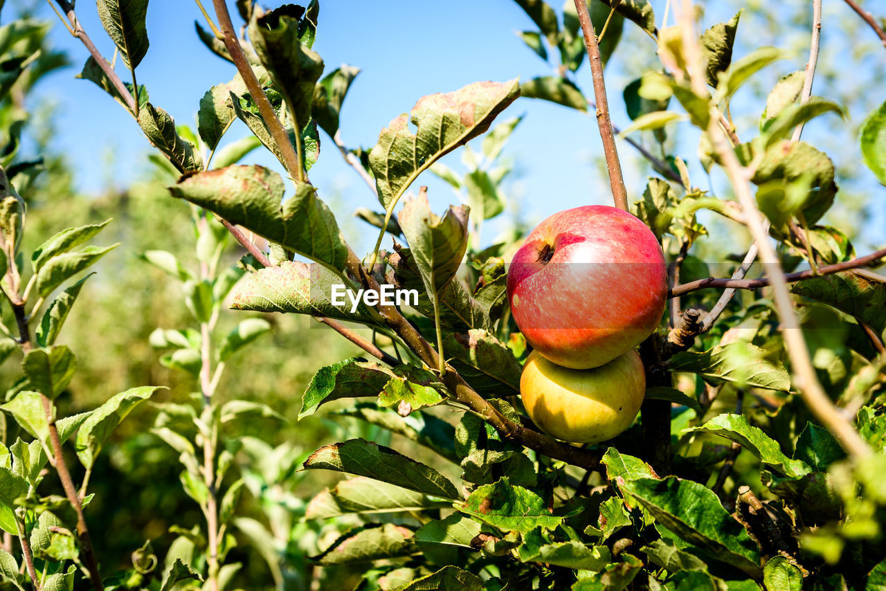 CLOSE-UP OF APPLES ON PLANT