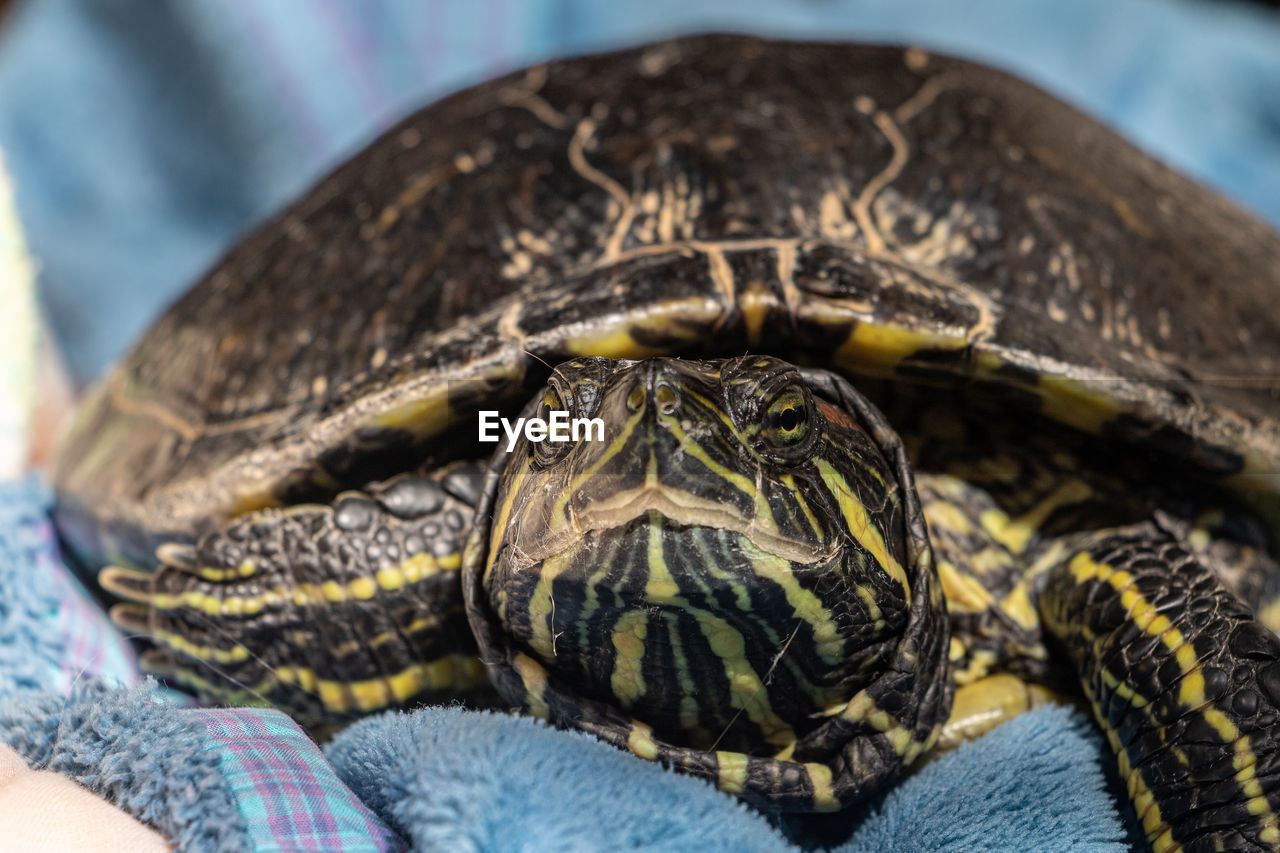 close-up of turtle on bed