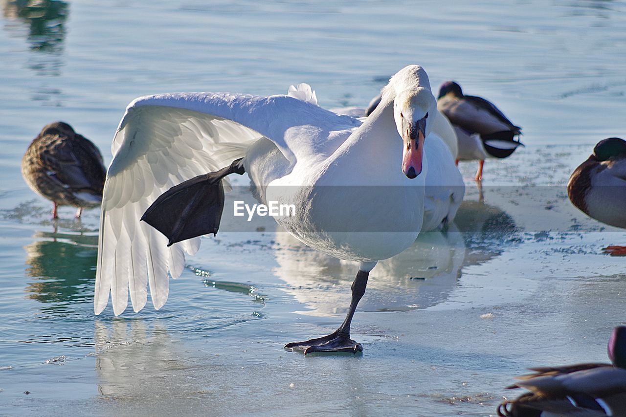 SWANS ON LAKE AGAINST SKY