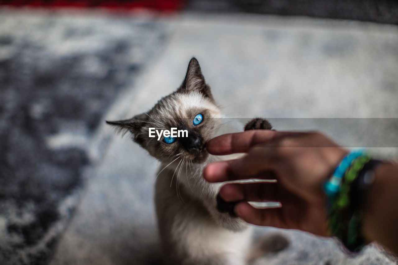 Close-up of hand holding kitten at home