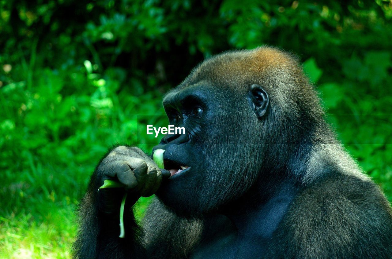 Close-up of a gorilla looking away
