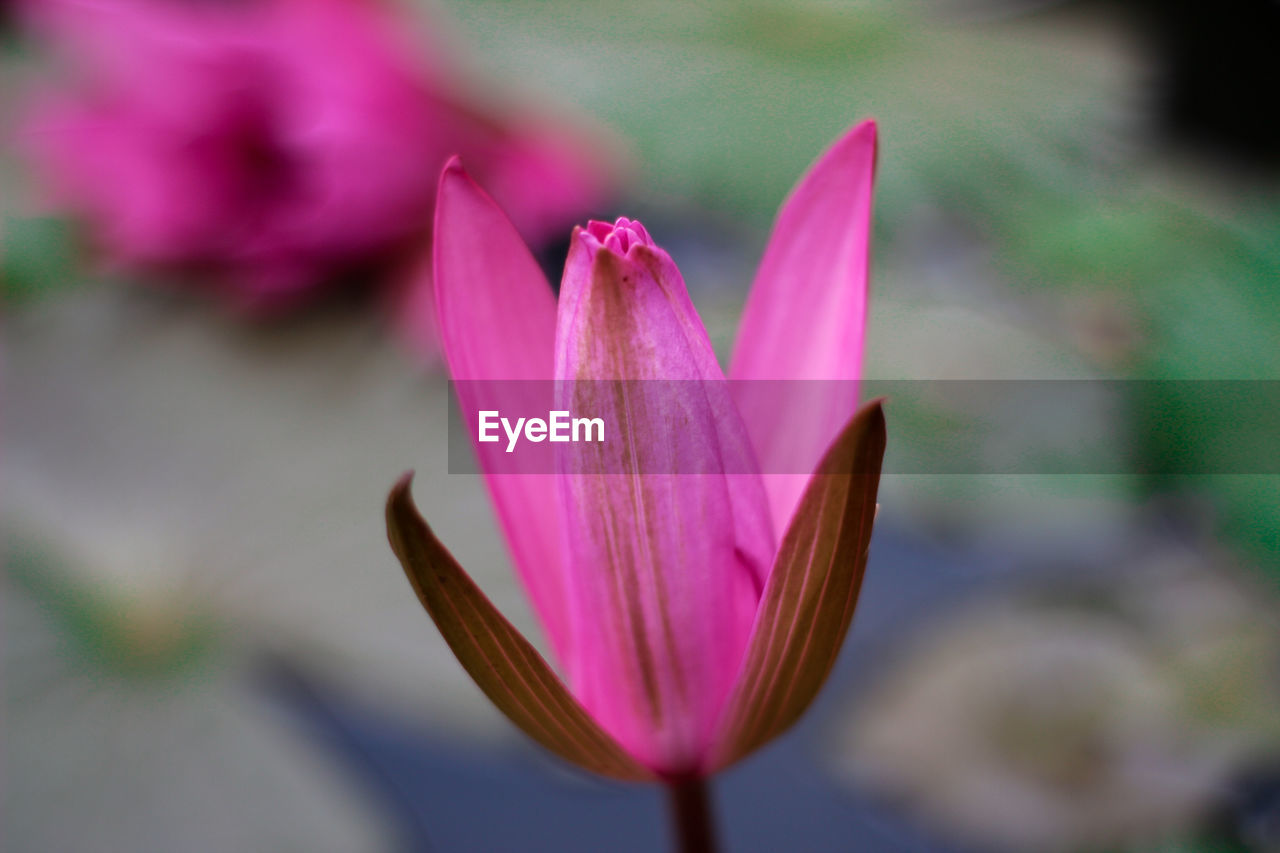 Close-up of pink lotus water lily