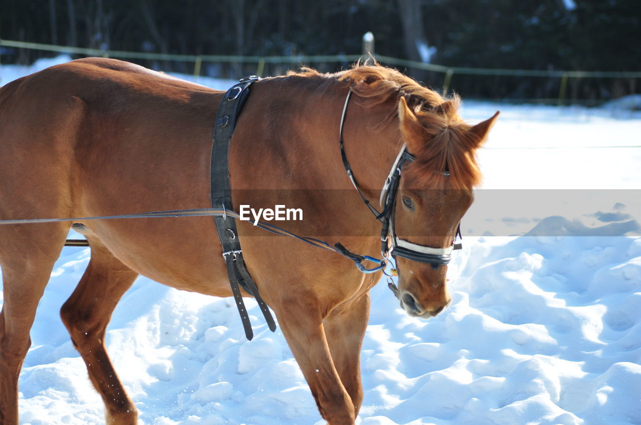 HORSE STANDING IN SNOW FIELD