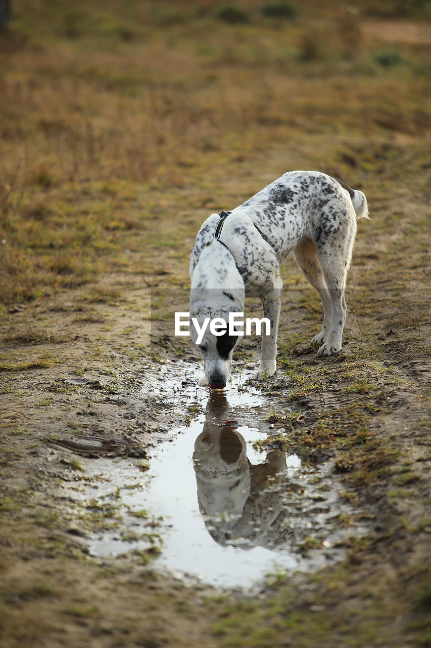 VIEW OF DOG DRINKING WATER FROM A FIELD