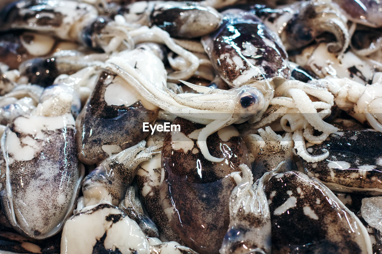 Raw octopus at a food market in thailand. fresh sea food. selective focus.