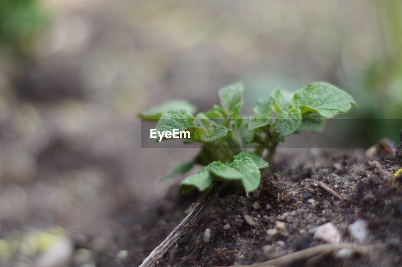 Close-up of plant growing on field