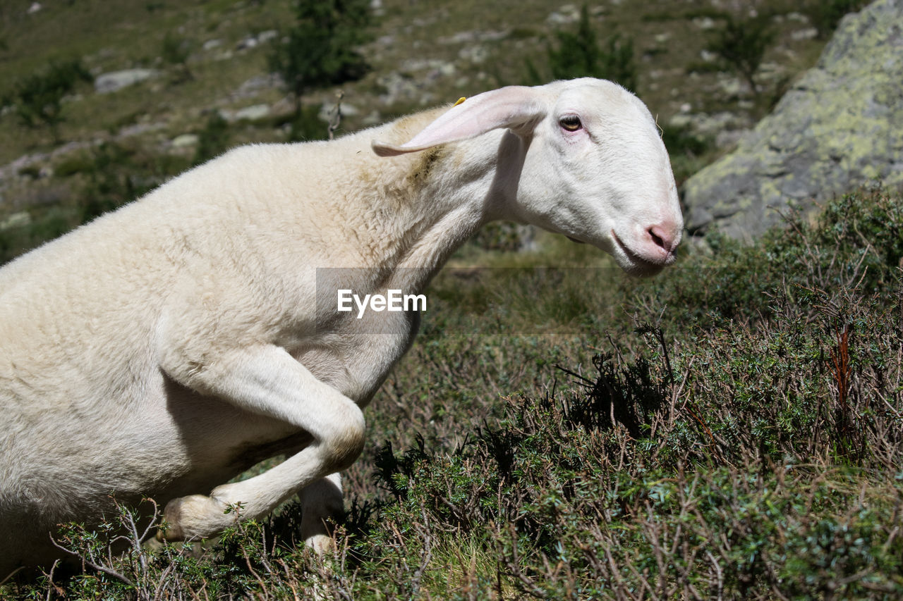 SIDE VIEW OF SHEEP ON FIELD