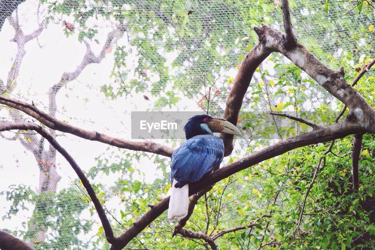 Low angle view of bird perching on tree