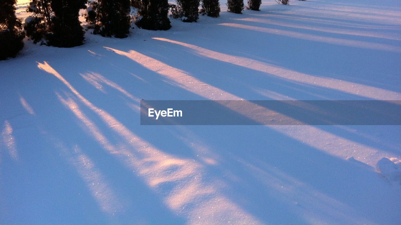 Shadow of trees on snow covered landscape