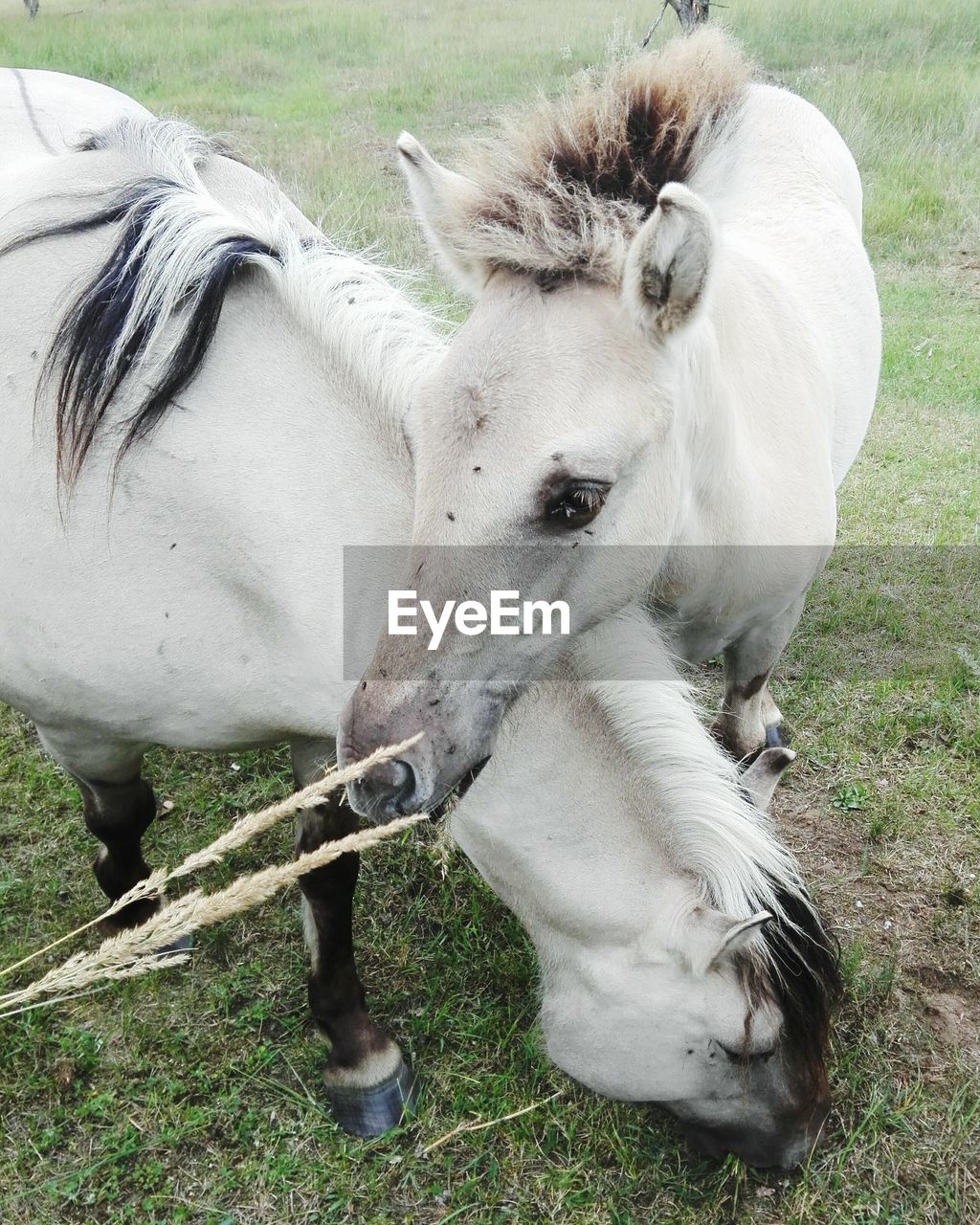 High angle view of foals on field